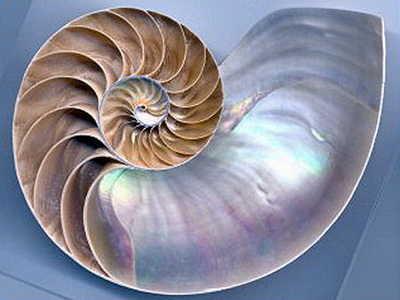 Ammonite